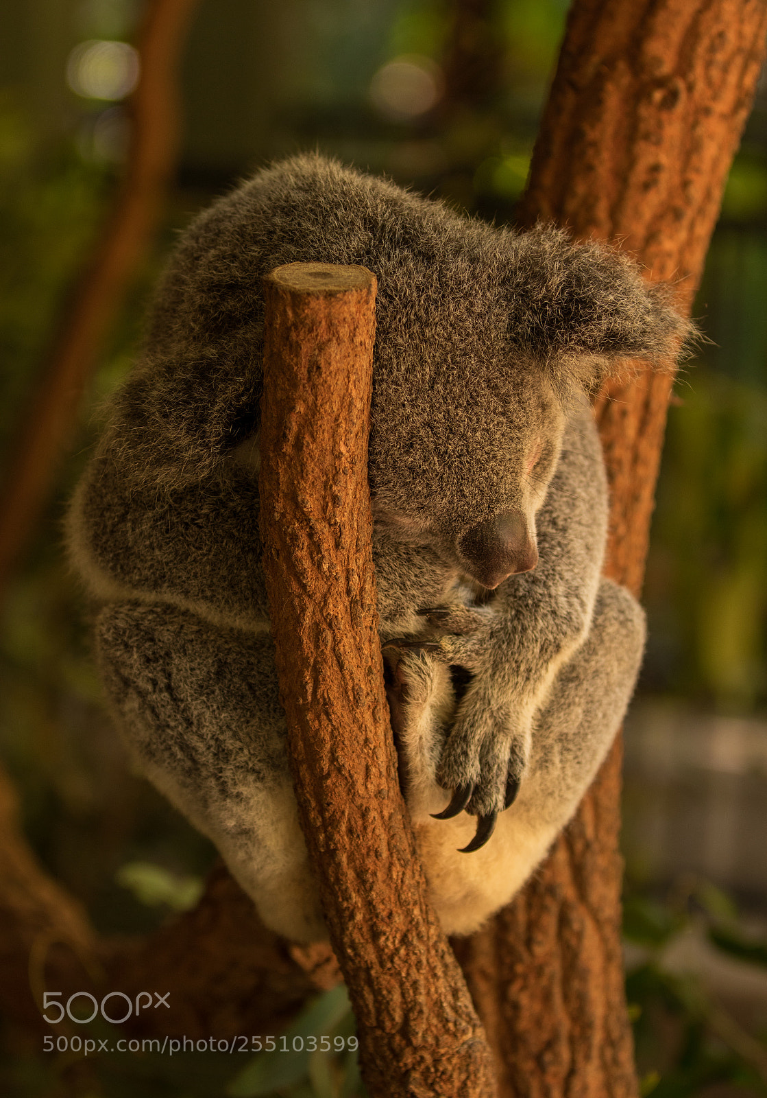 Canon EOS 7D Mark II sample photo. Koala photography