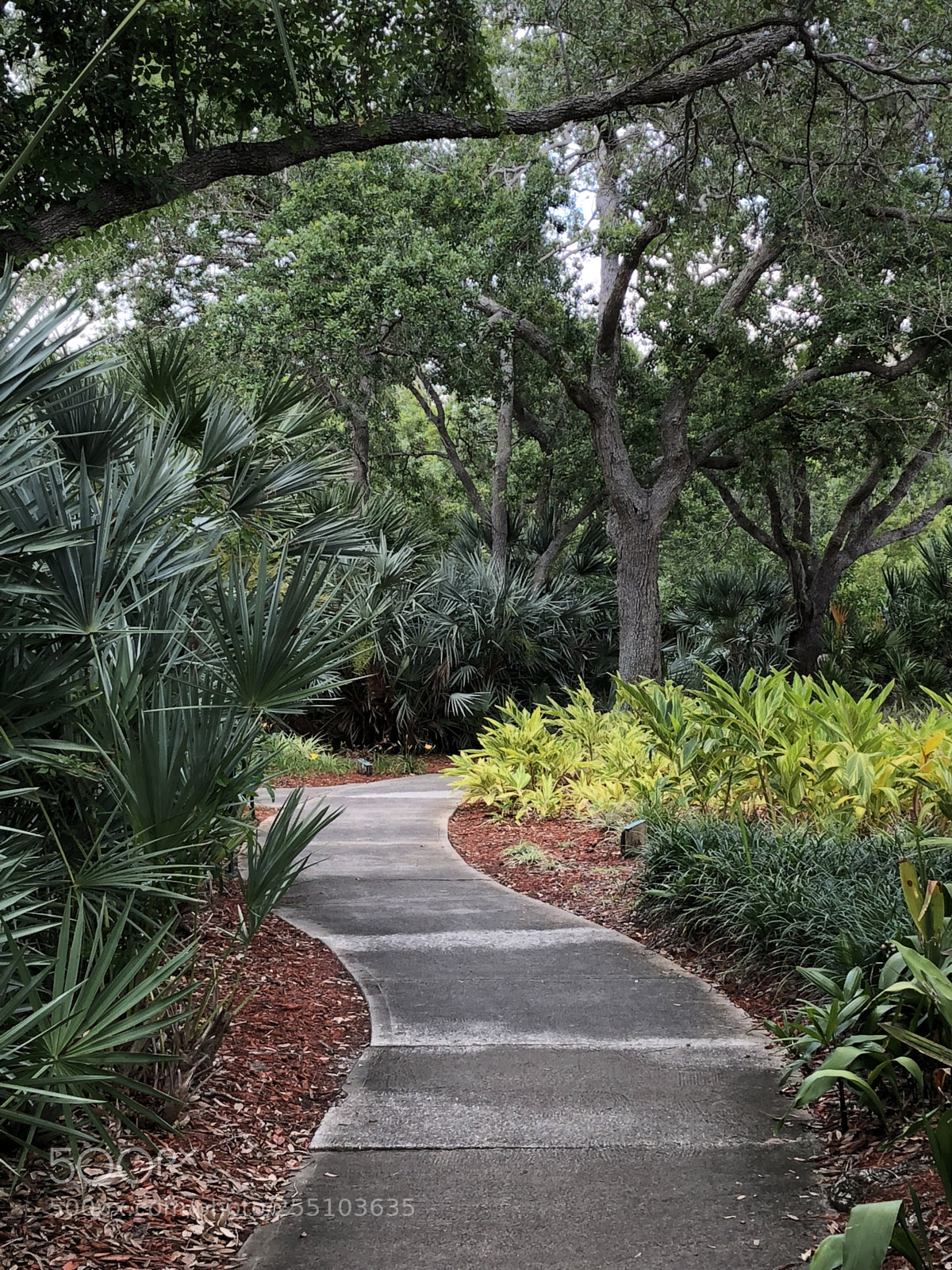 Apple iPhone 8 sample photo. St. petersburg, florida  photography