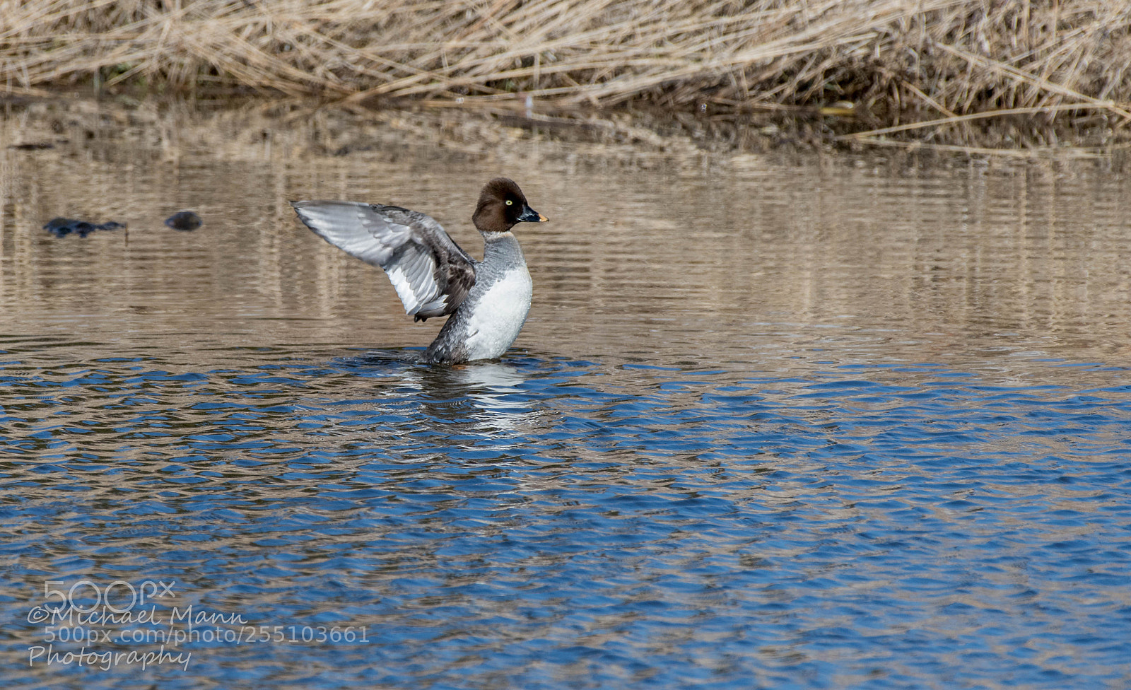 Nikon D850 sample photo. Common goldeneye female photography