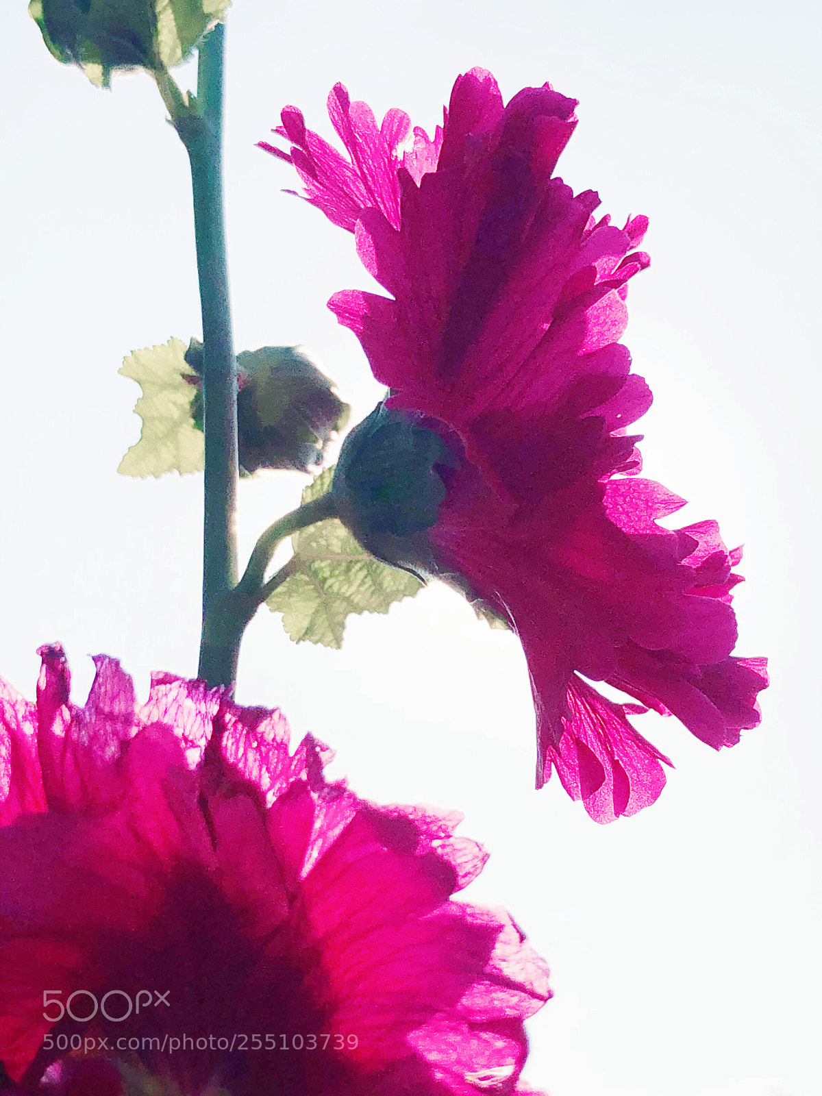 Apple iPhone X sample photo. Untitled photography