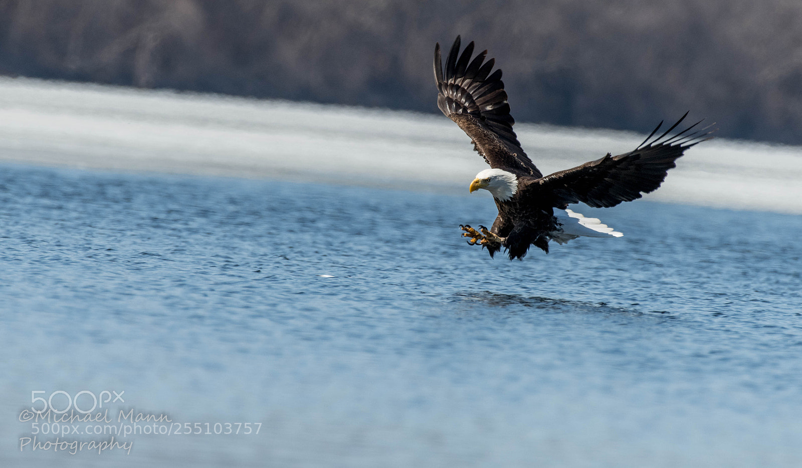 Nikon D850 sample photo. Bald eagle photography
