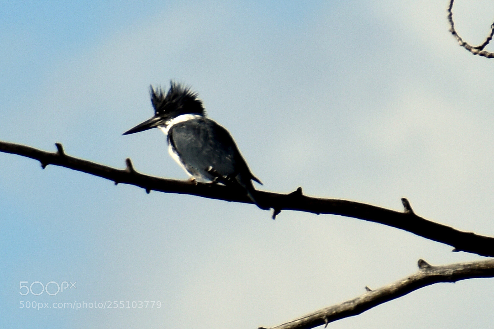 Nikon D3400 sample photo. Kingfisher ii photography