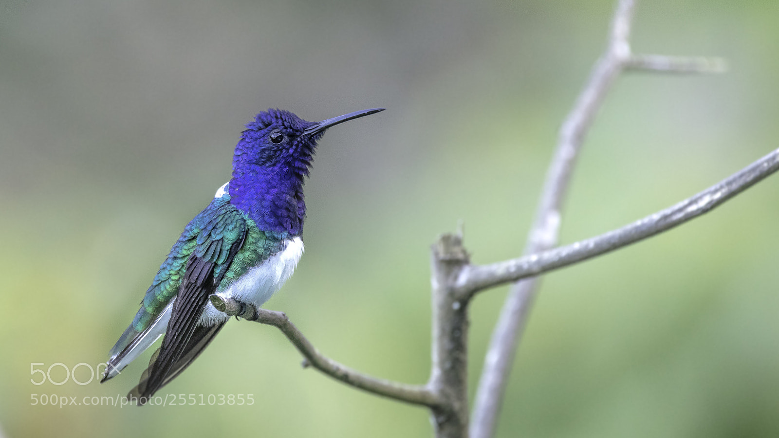Canon EOS 5DS sample photo. White-necked jacobin photography