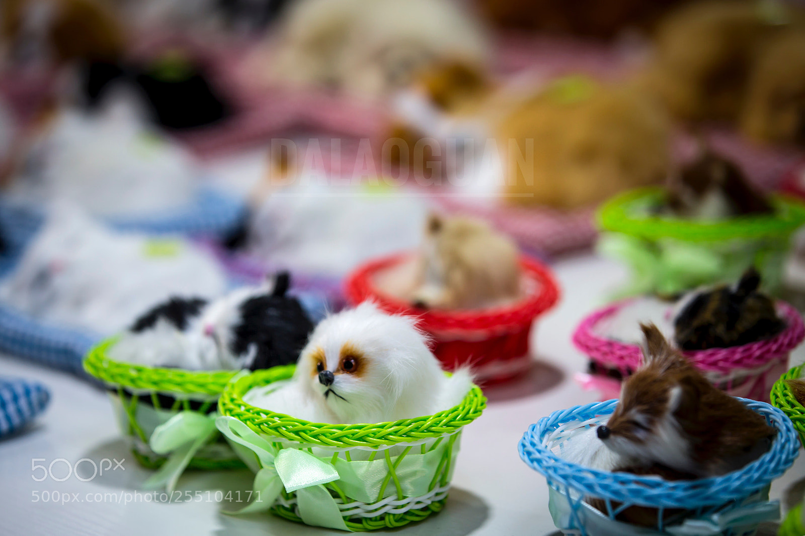 Canon EOS-1D X sample photo. 猫咪 photography