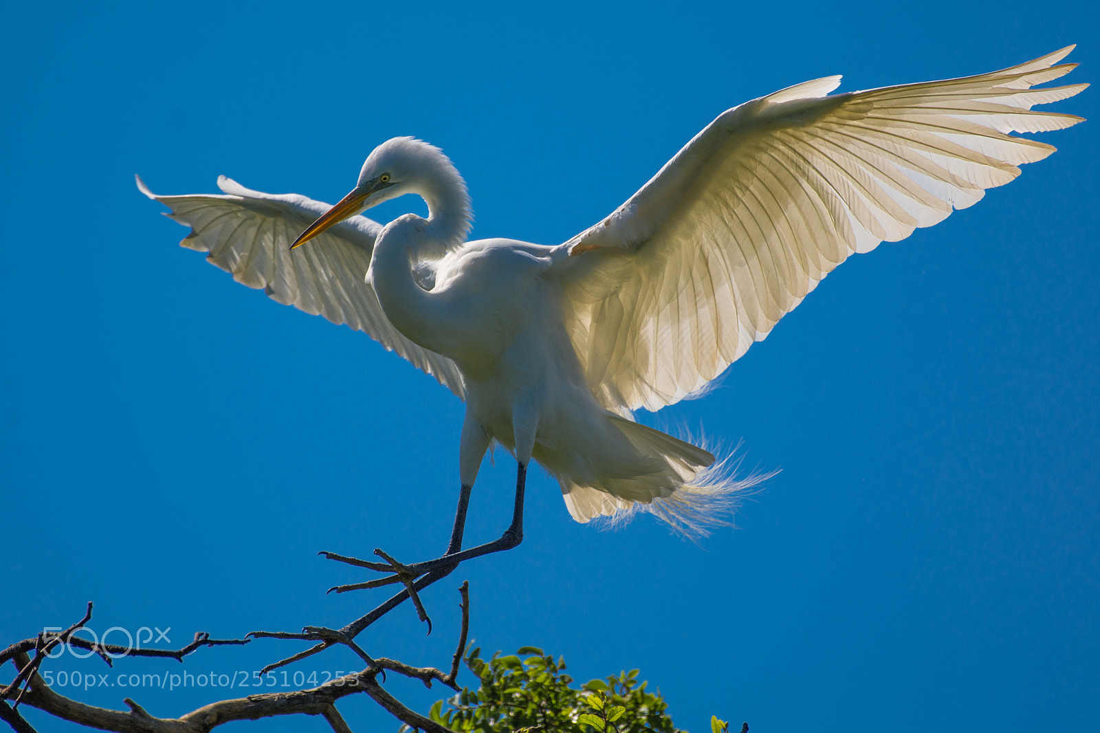 Nikon D7100 sample photo. The elegant egret photography