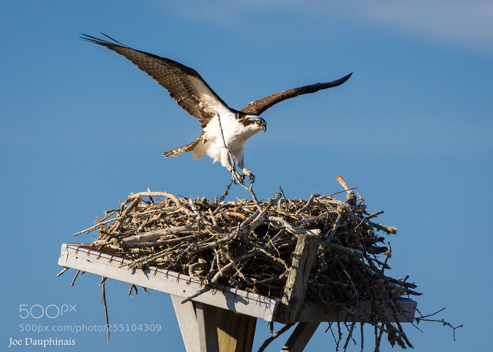 Nikon D7200 sample photo. Osprey landing in the photography