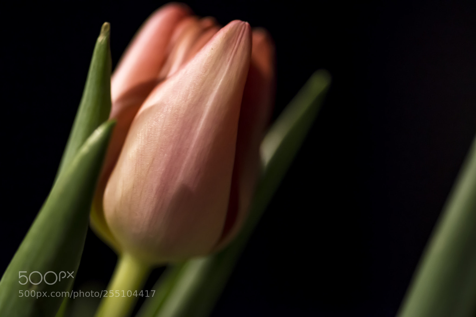 Nikon D600 sample photo. Tulip 1 photography