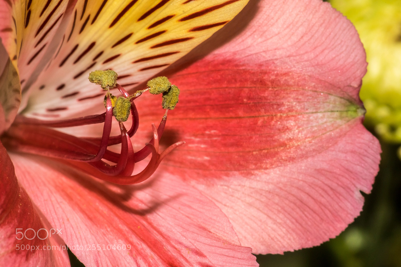 Canon EOS 5D Mark IV sample photo. Lily's last leg photography