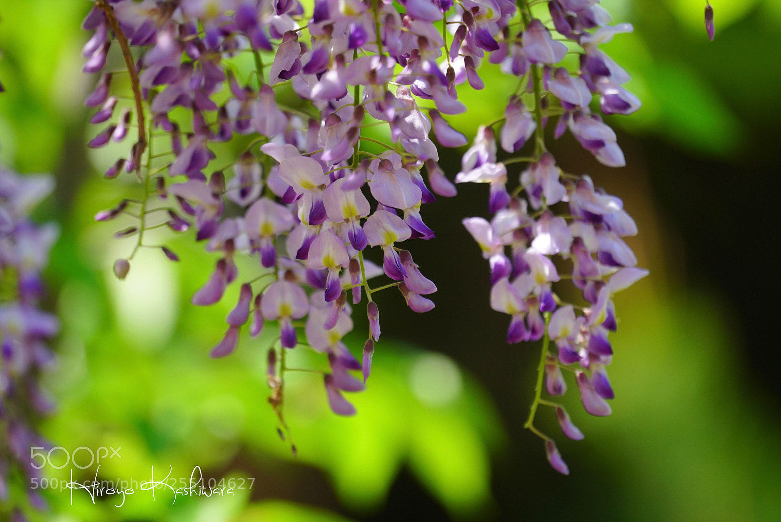 Sony a6500 sample photo. Untitled photography