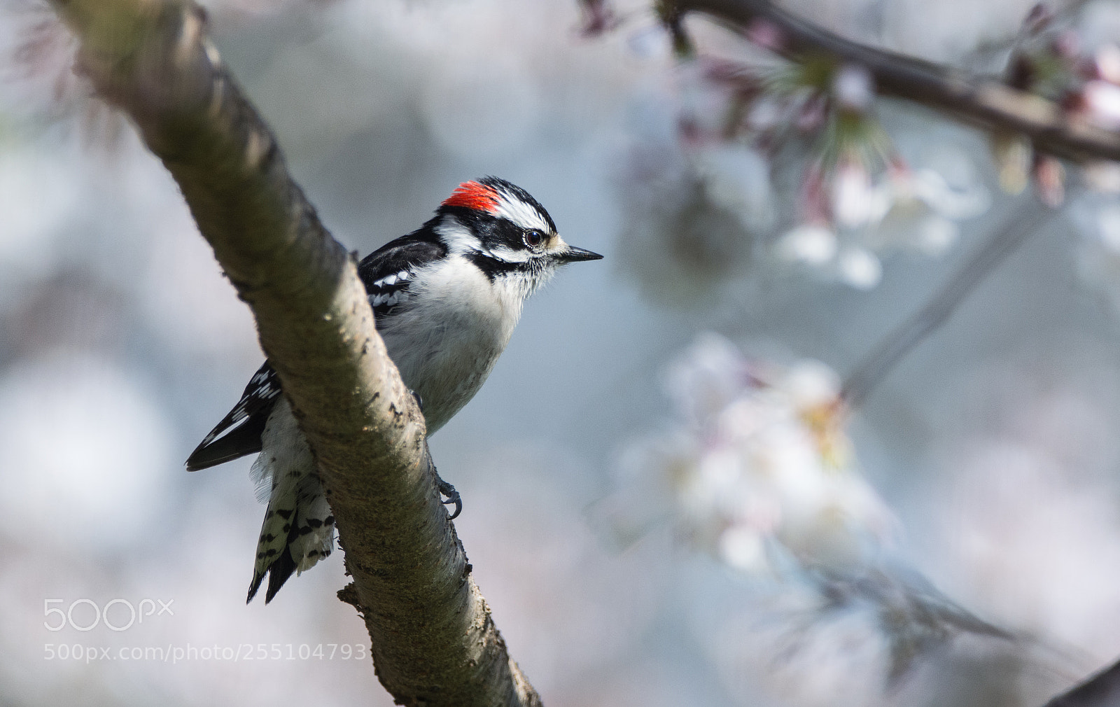 Nikon D5200 sample photo. Downy woodpecker perched in photography