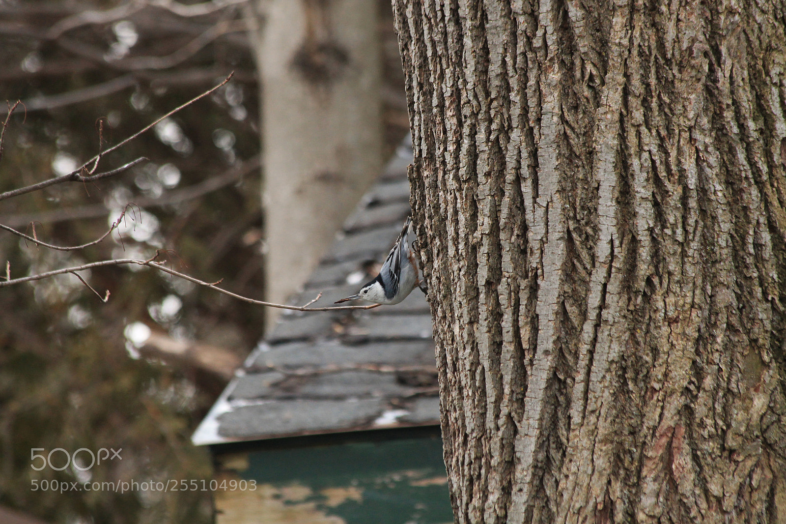 Canon EOS 1100D (EOS Rebel T3 / EOS Kiss X50) sample photo. White-breasted nuthatch photography