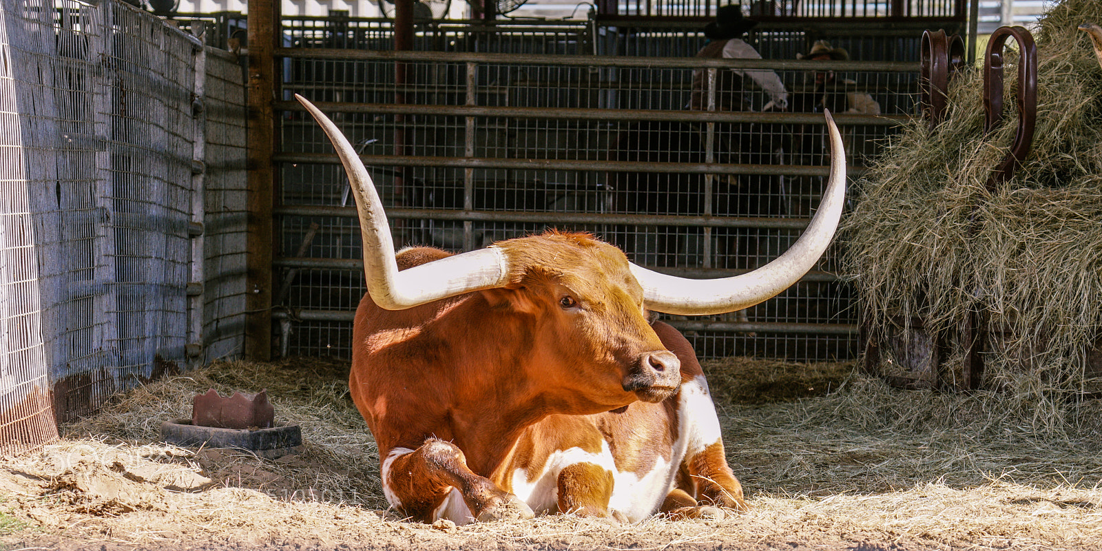 Sony a6500 sample photo. Fort worth stock yards photography