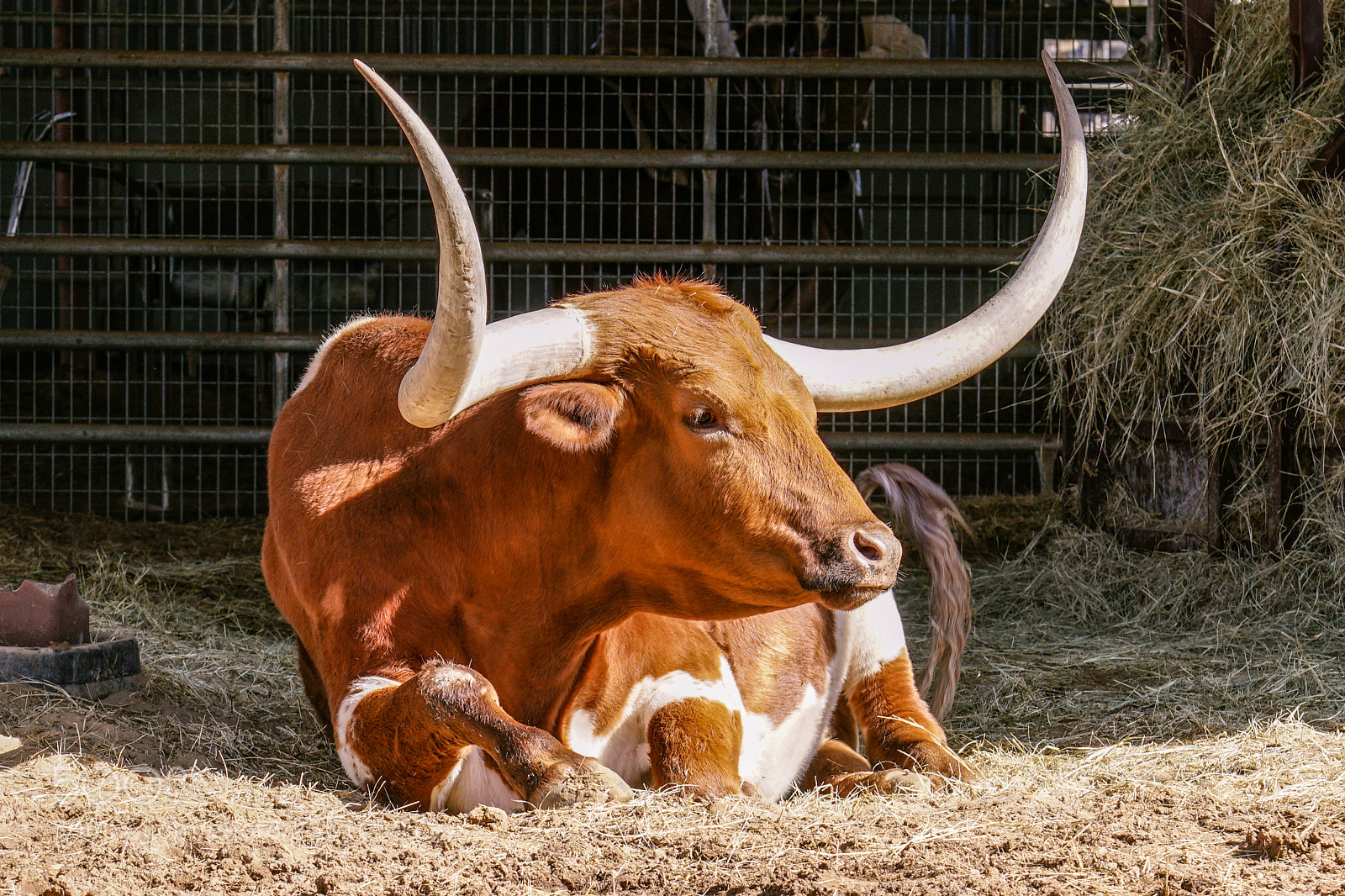 Sony a6500 sample photo. Fort worth stock yards photography