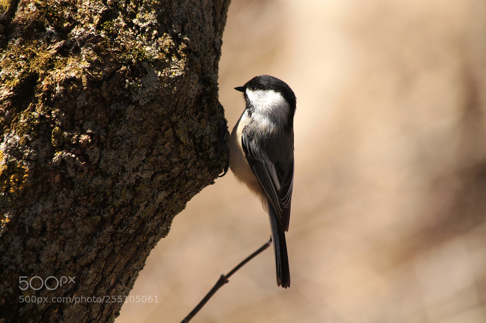 Canon EOS 1100D (EOS Rebel T3 / EOS Kiss X50) sample photo. Black capped chickadee photography