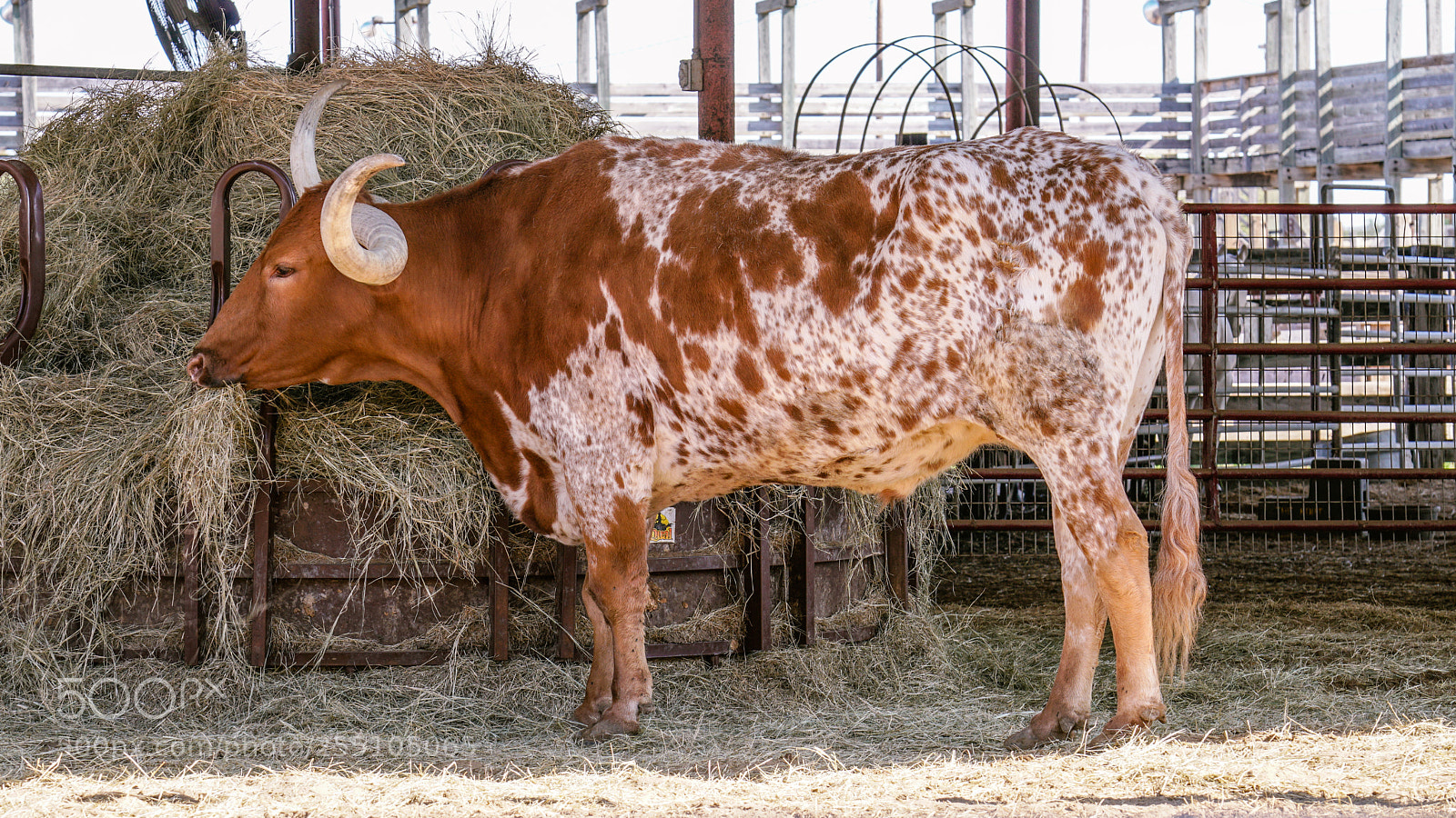 Sony a6500 sample photo. Fort worth stock yards photography