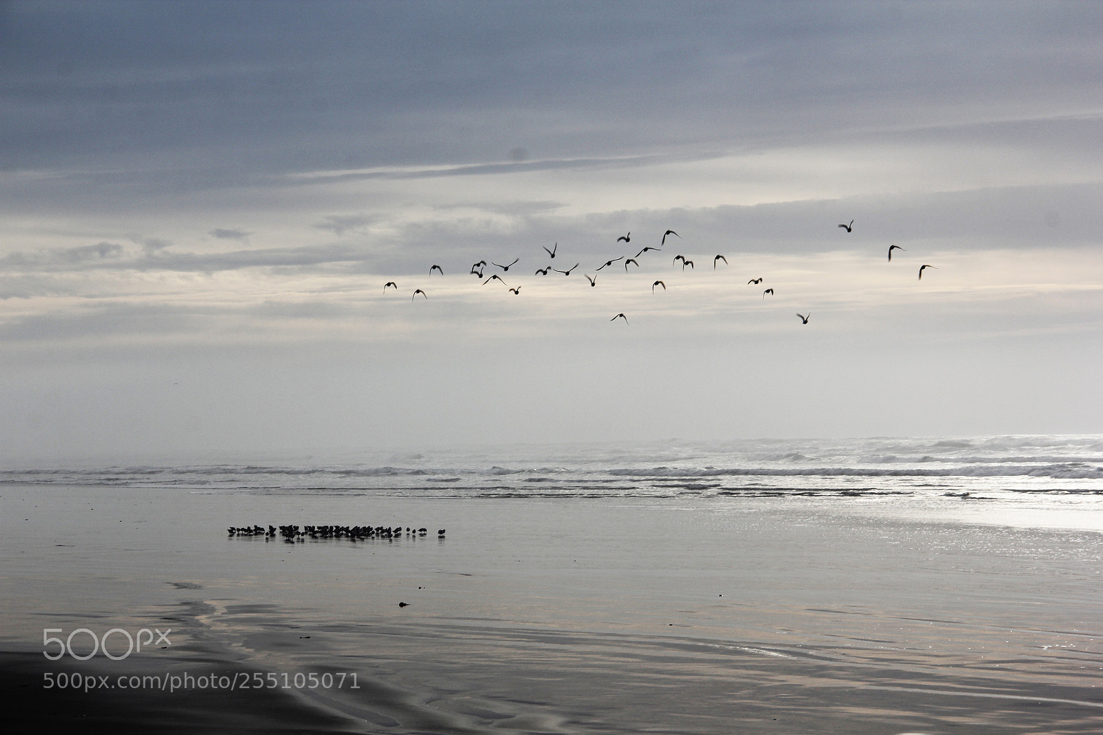 Canon EOS 60D sample photo. Beach birds photography