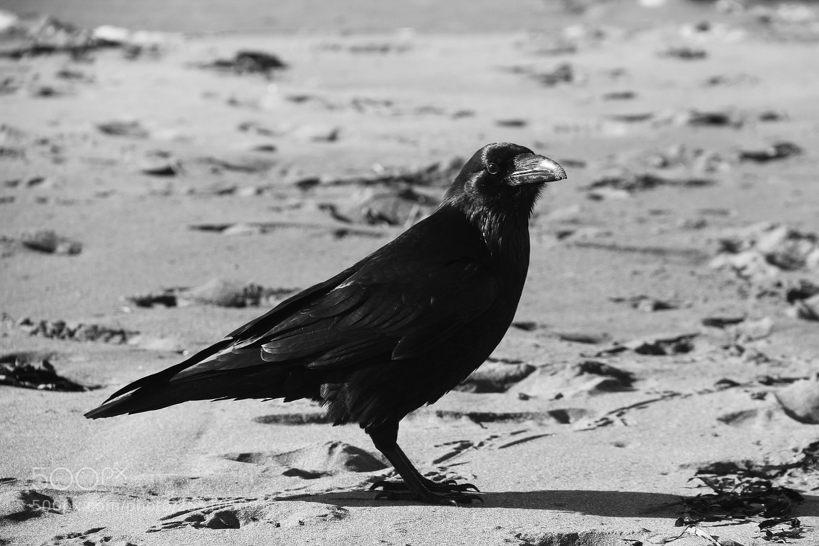 Canon EOS 60D sample photo. Crow photography