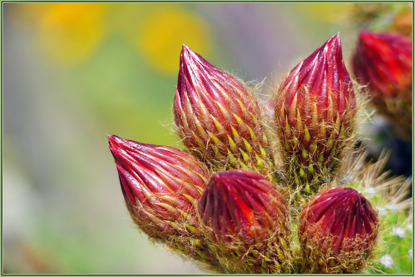 Sigma 120-400mm F4.5-5.6 DG OS HSM sample photo. Cactus flowers in progress photography