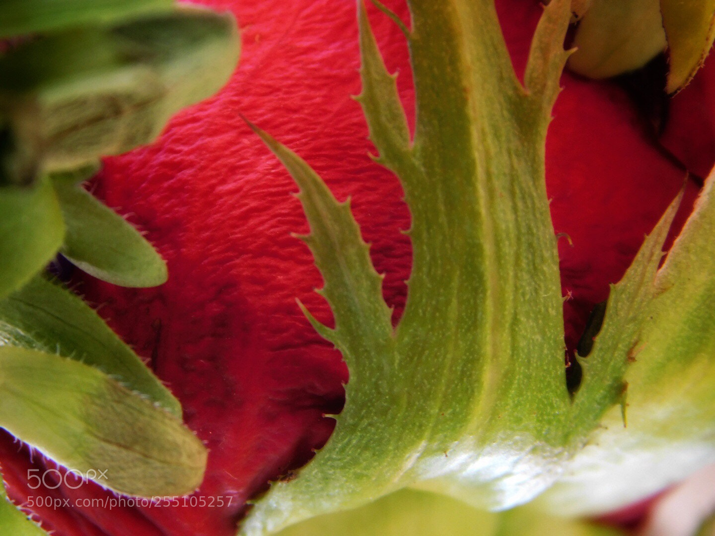Nikon Coolpix B500 sample photo. A different view  photography
