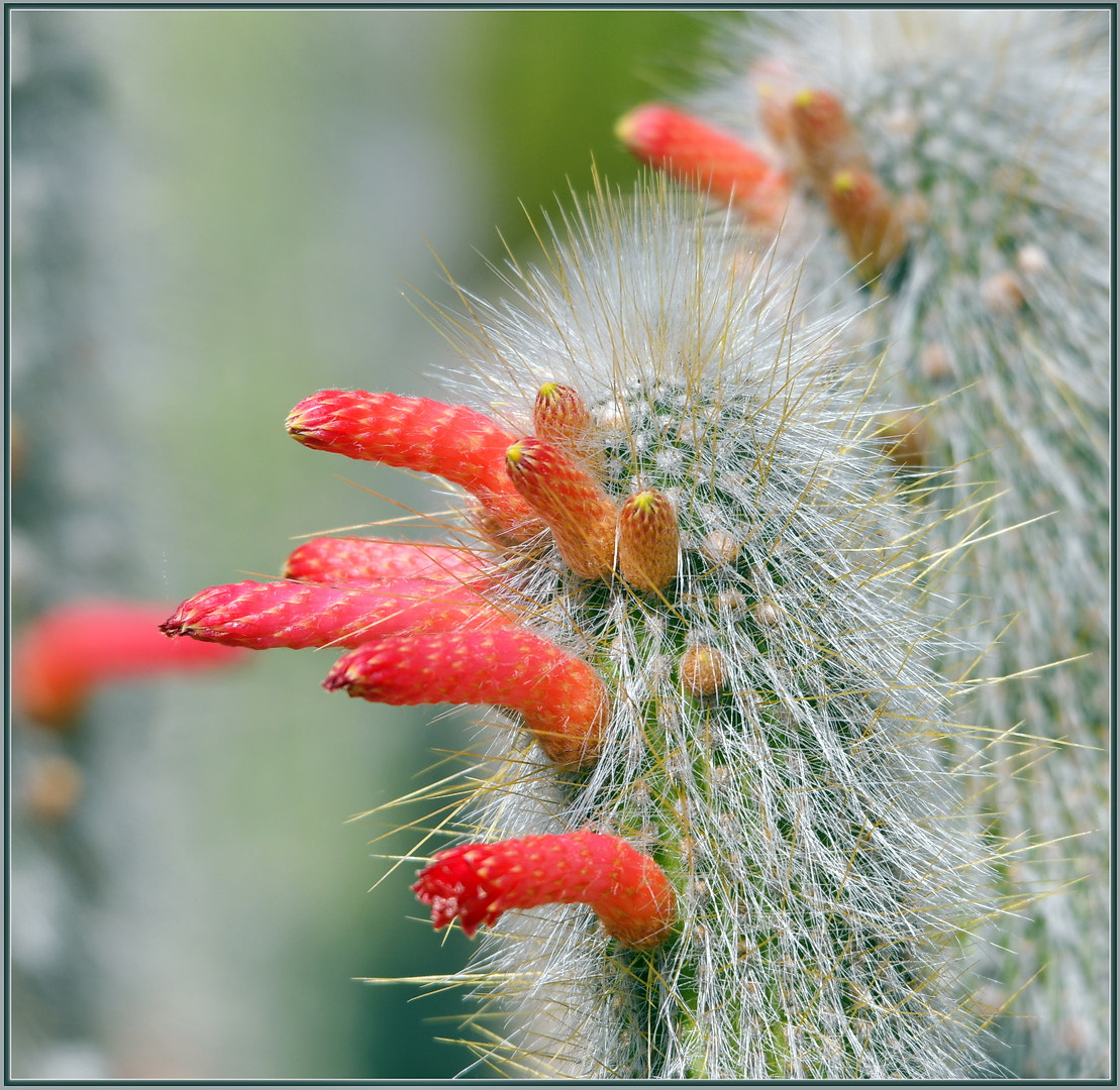 Sigma 120-400mm F4.5-5.6 DG OS HSM sample photo. Cactus flowers in progress... photography