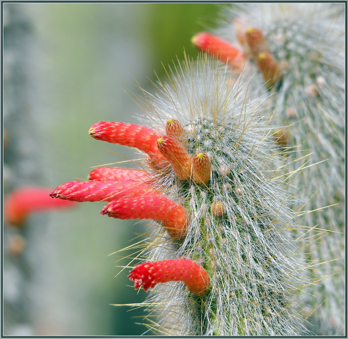 Nikon D850 + Sigma 120-400mm F4.5-5.6 DG OS HSM sample photo. Cactus flowers in progress... photography