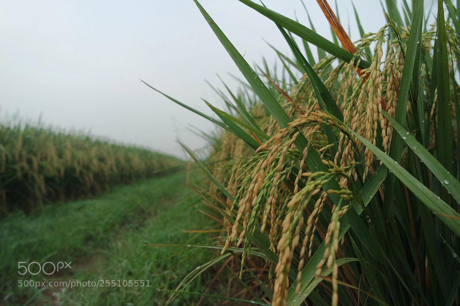 Samsung NX3000 sample photo. The java photography