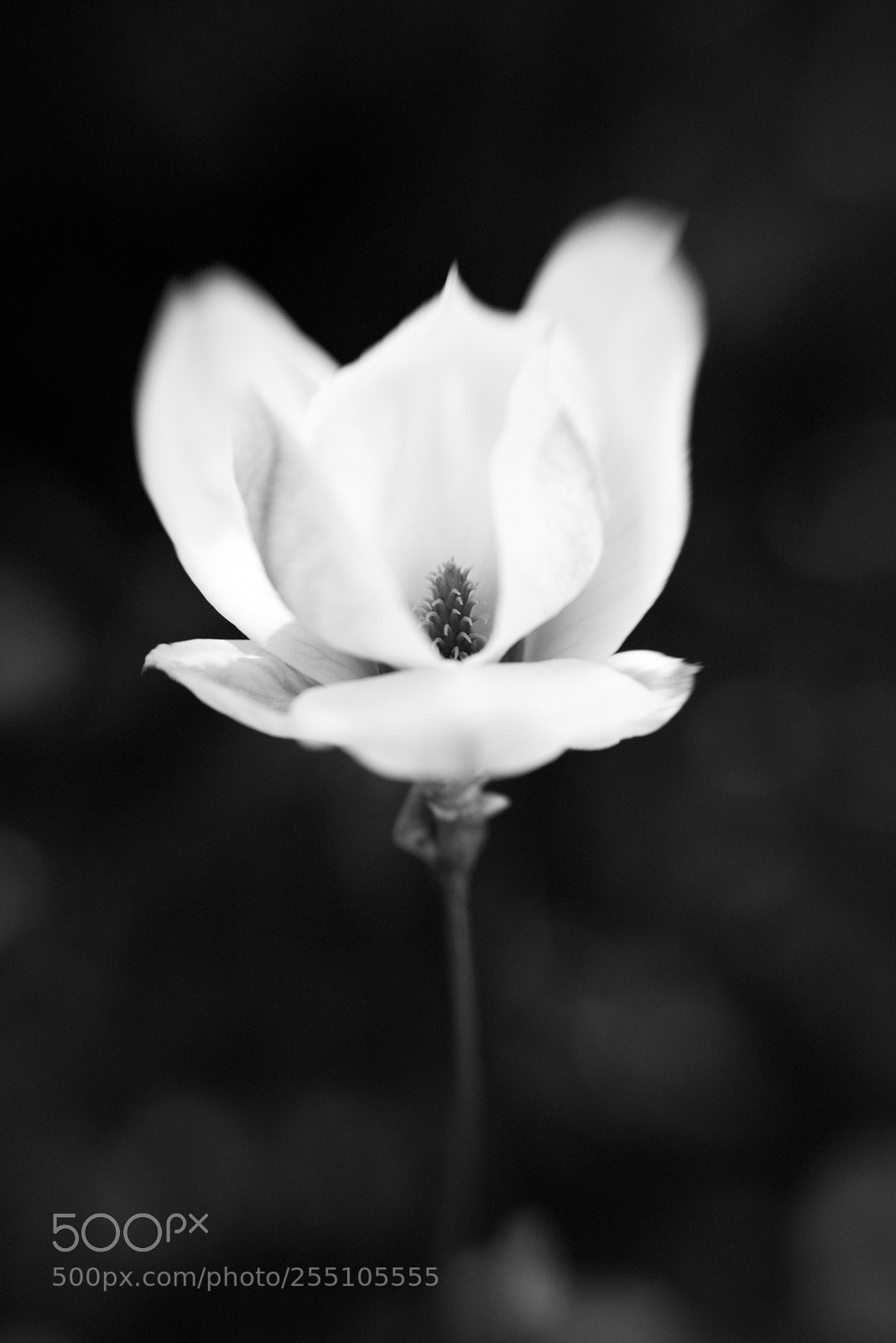 Nikon D810 sample photo. Magnolia photography