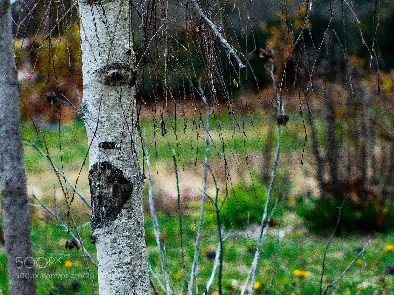 Nikon Coolpix B500 sample photo. Untitled photography