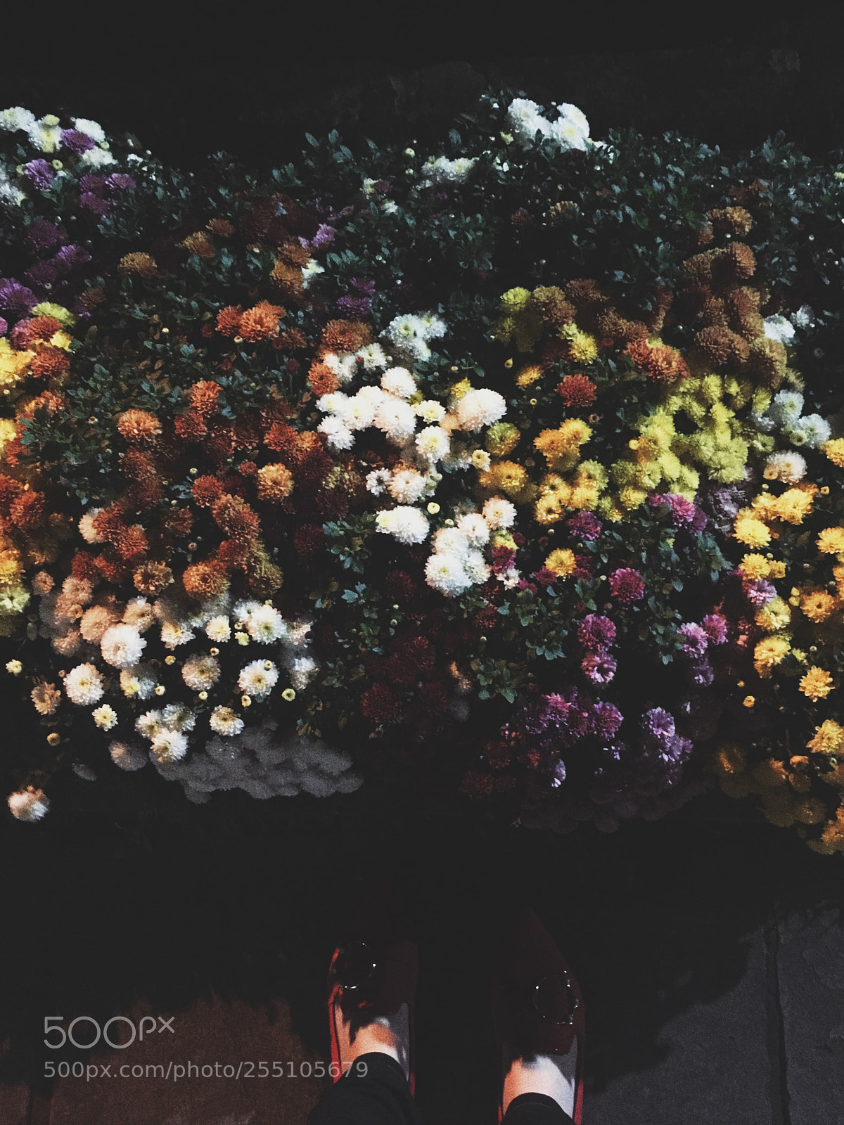 Apple iPhone 6s sample photo. Untitled photography