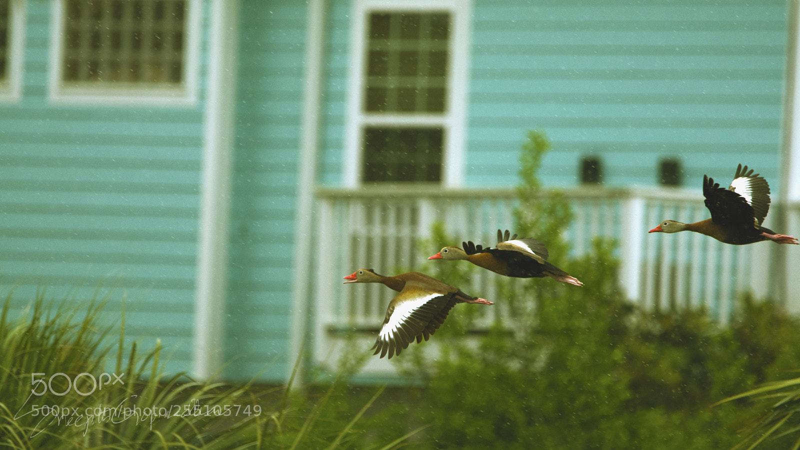Nikon D7100 sample photo. Black bellied whistling duck photography