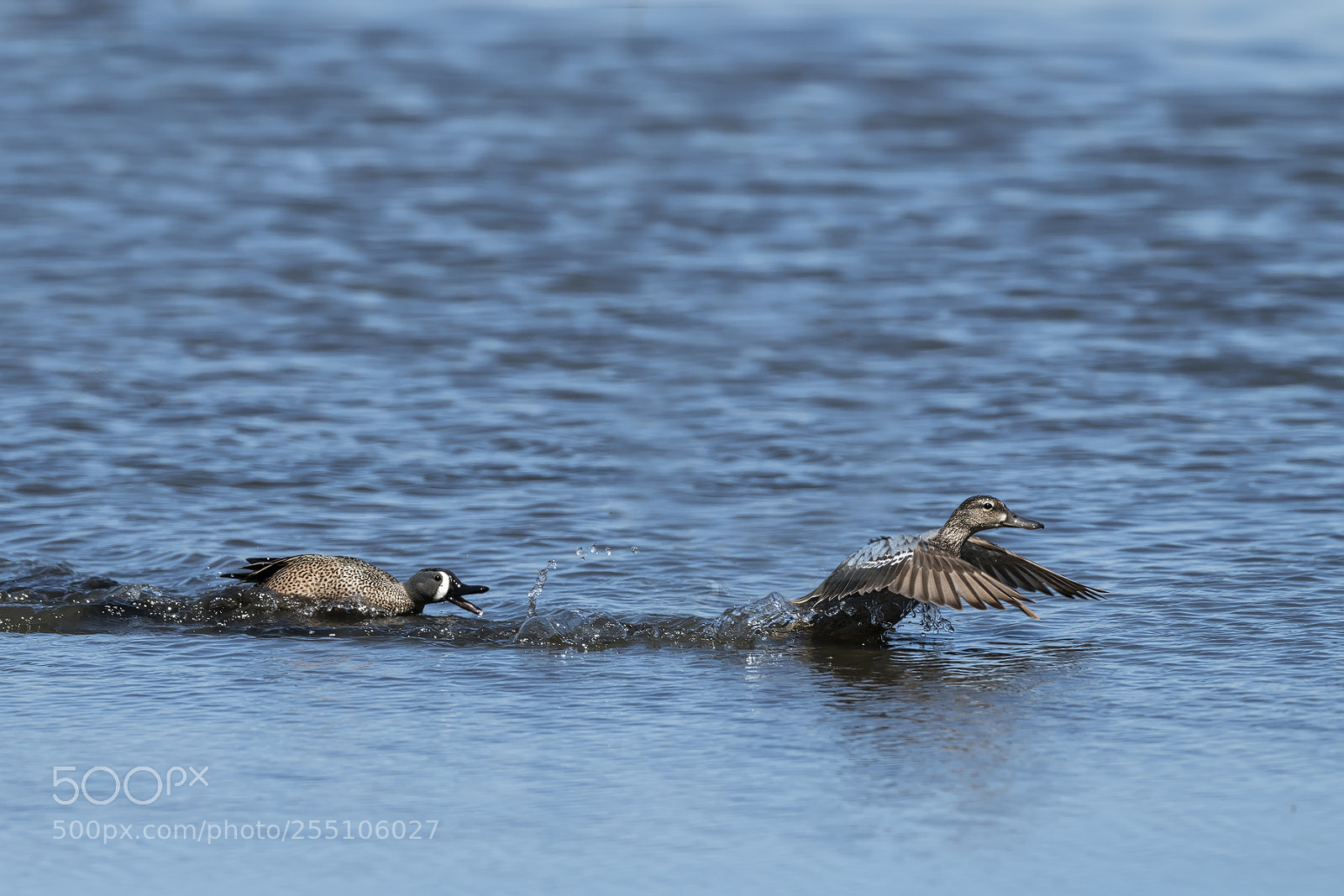 Nikon D850 sample photo. Blue wing teals photography