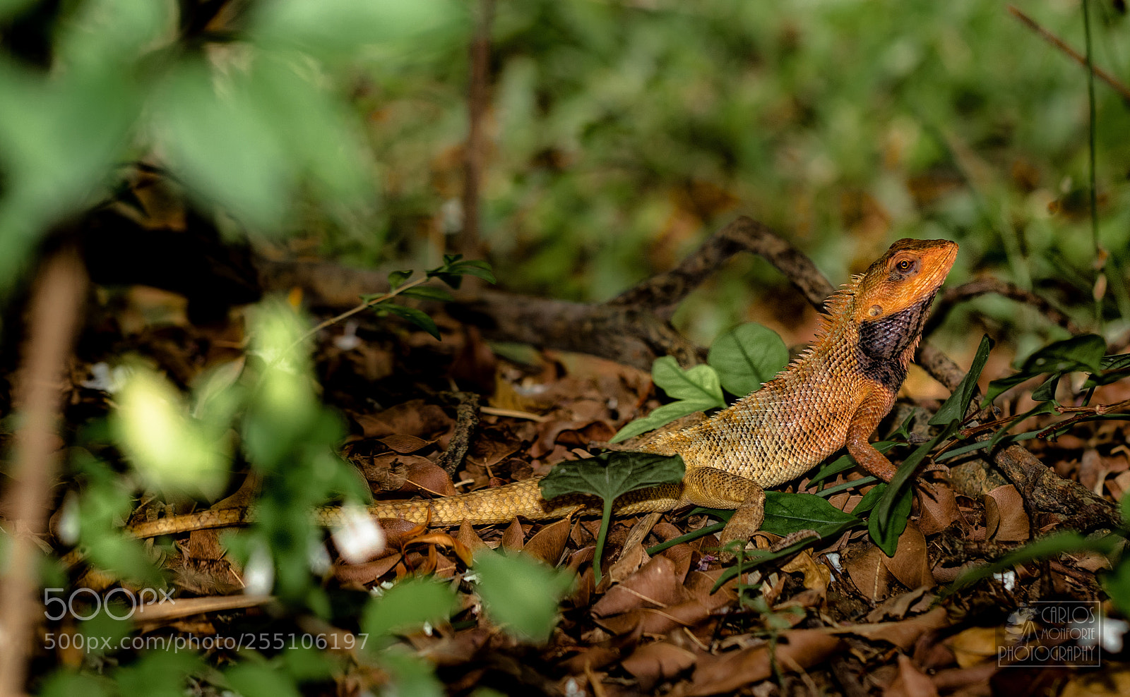 Canon EOS-1D X Mark II sample photo. Sun bathing photography