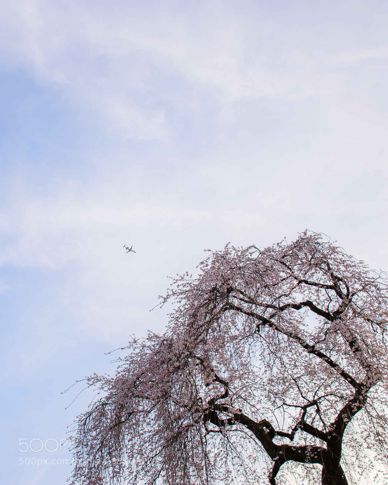 Nikon D7200 sample photo. Look up! photography