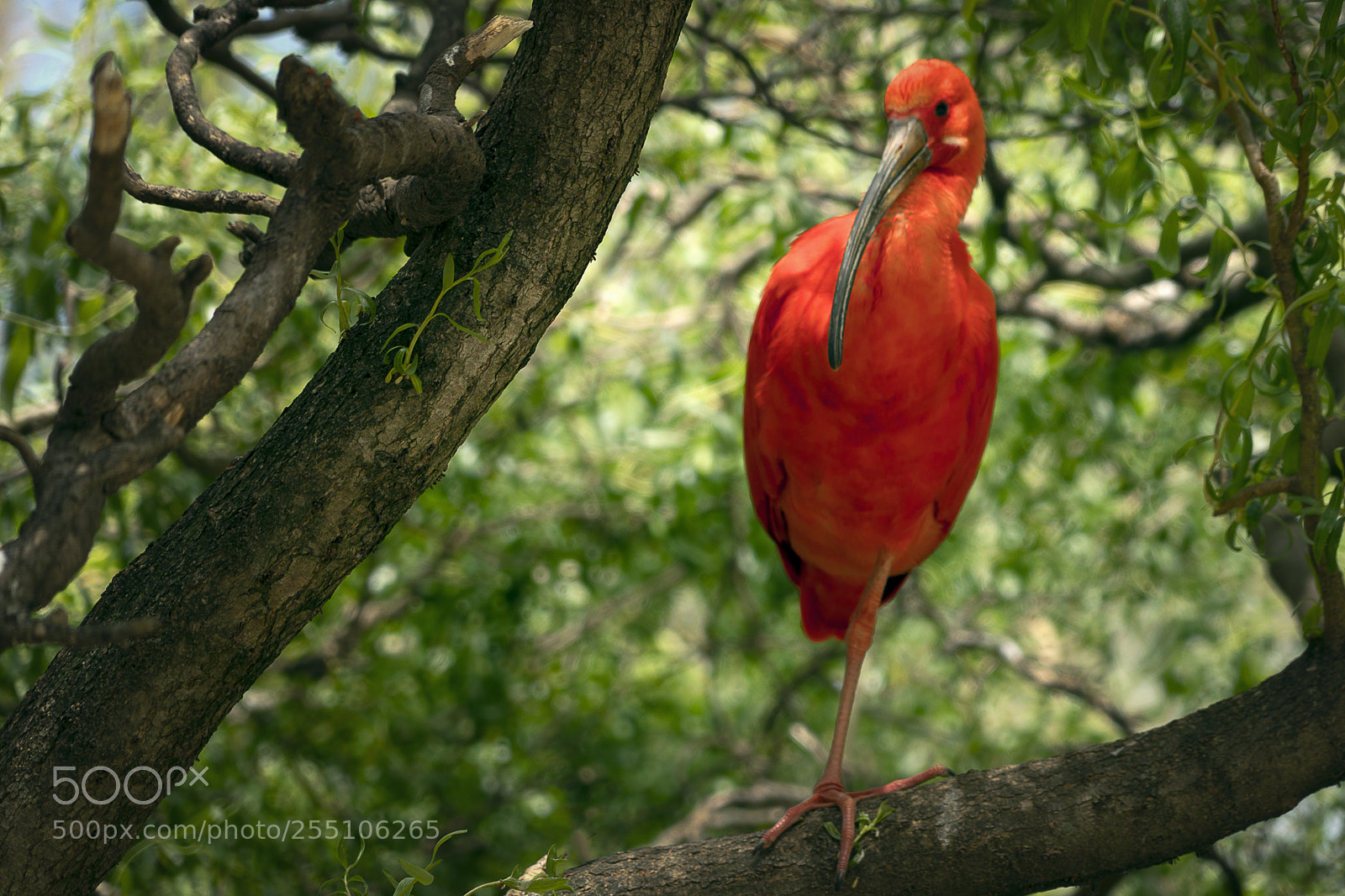Sony a7R III sample photo. Scarlet ibis photography
