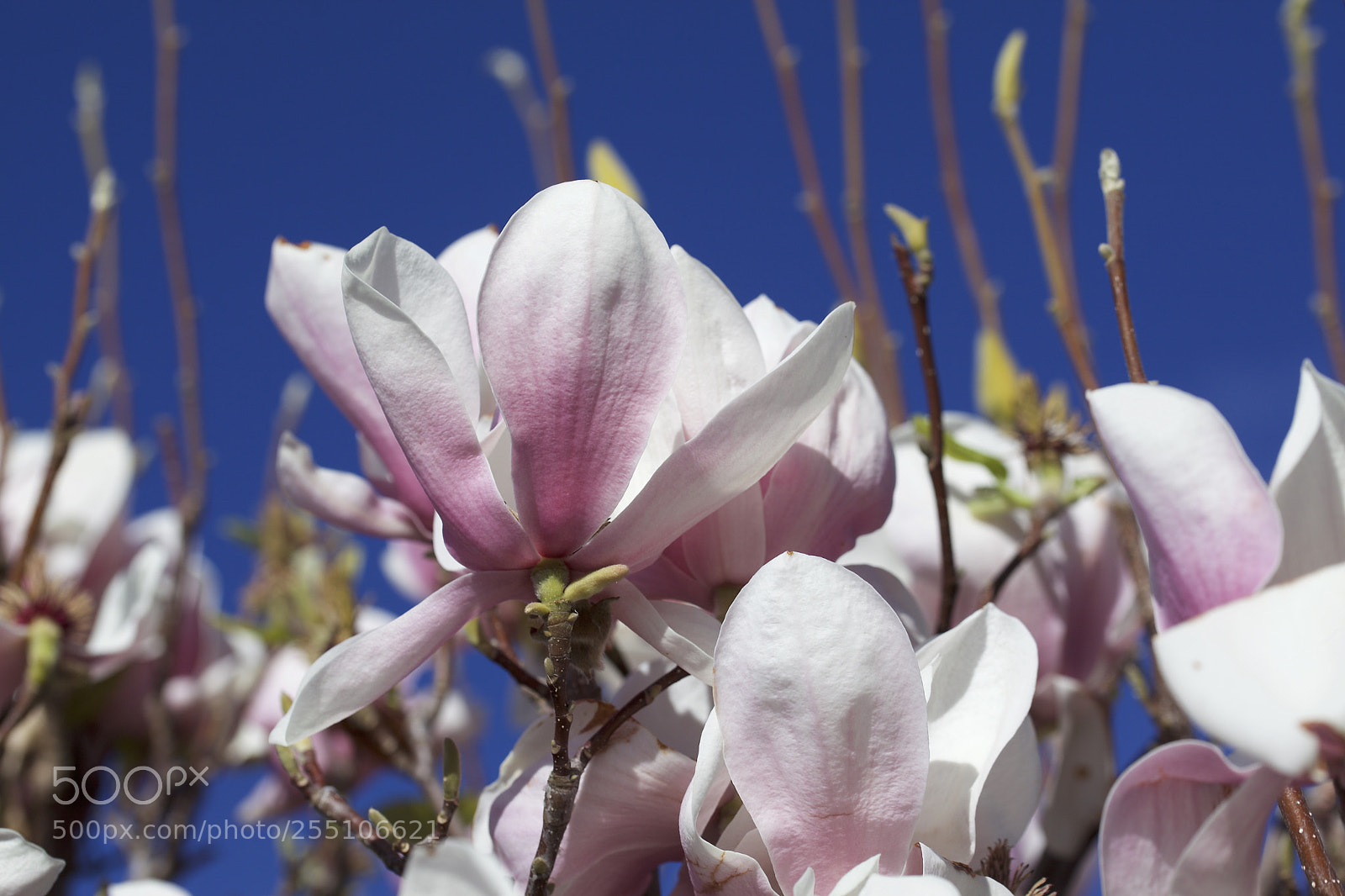 Canon EOS 5D Mark II sample photo. Spring spring spring photography