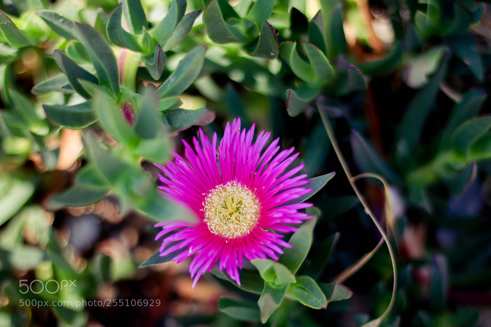 Canon EOS 70D sample photo. Untitled photography