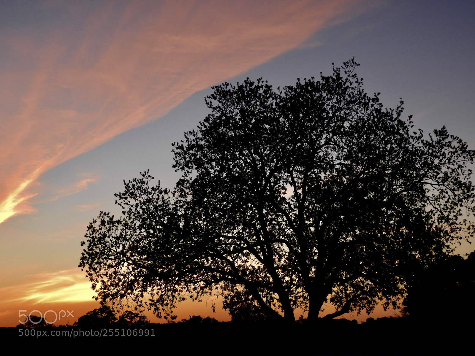 Nikon Coolpix B700 sample photo. My favorite pecan tree photography