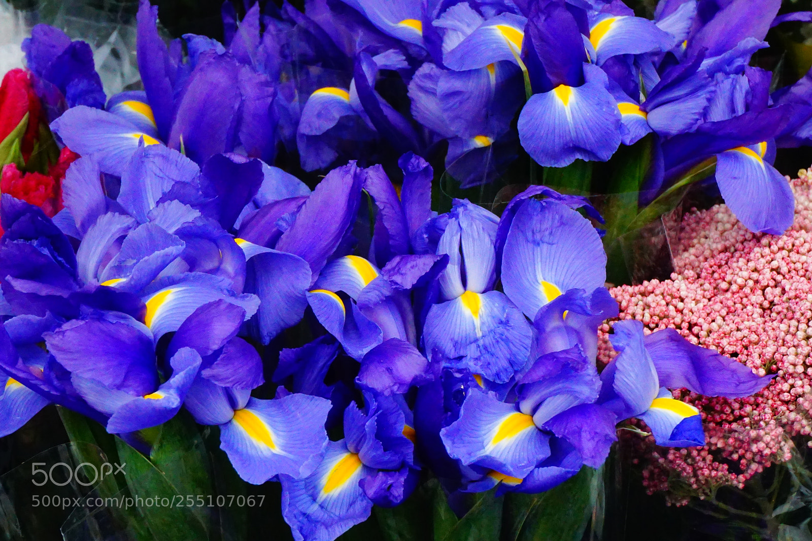 Sony a6000 sample photo. Flower photography
