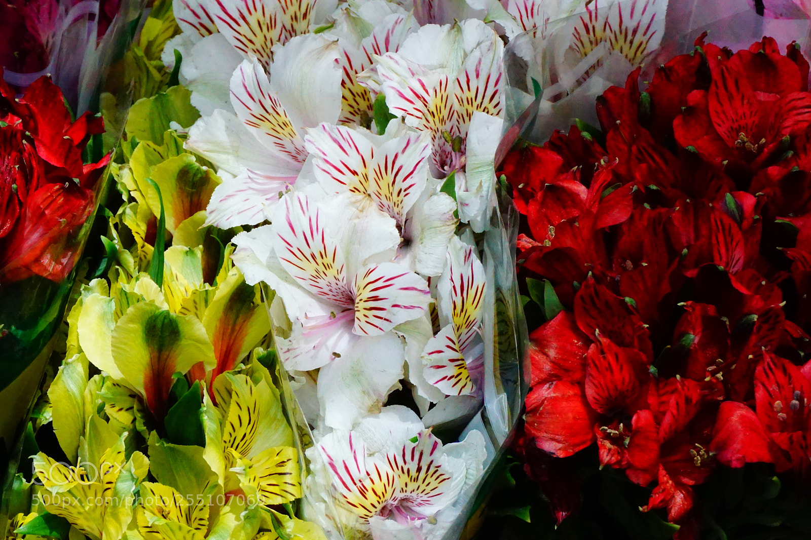 Sony a6000 sample photo. Flower photography