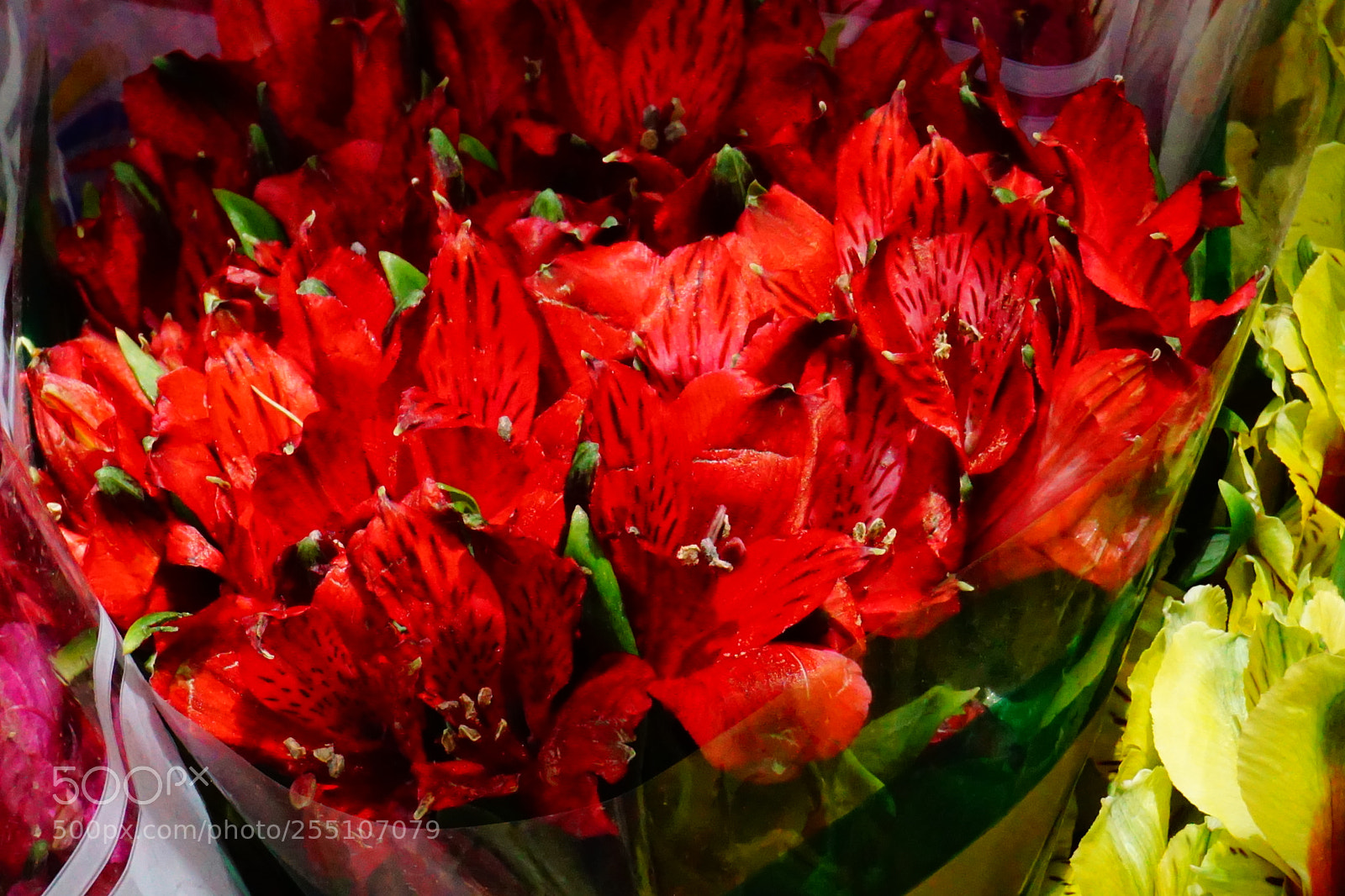 Sony a6000 sample photo. Flower photography