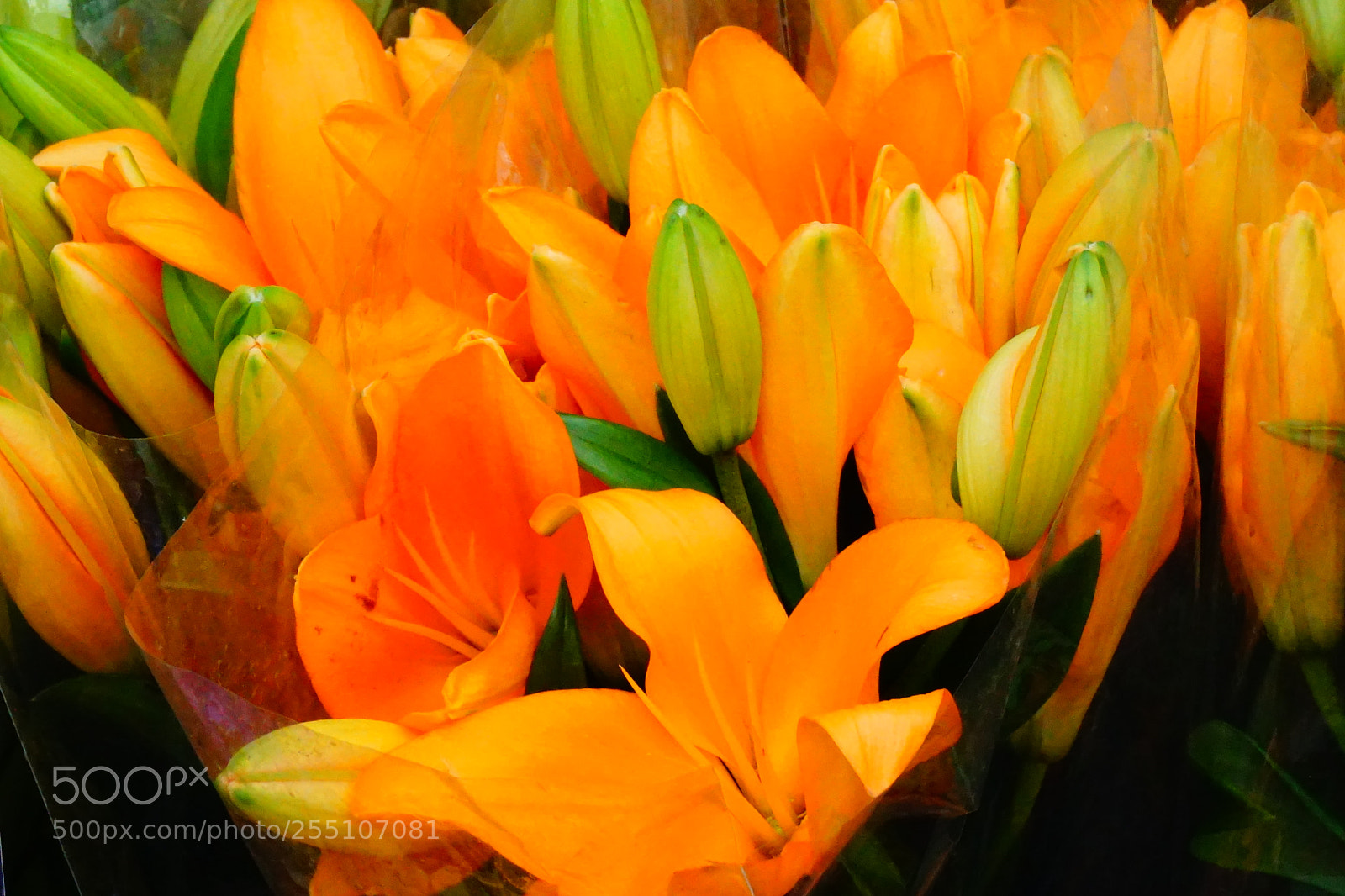 Sony a6000 sample photo. Flower photography