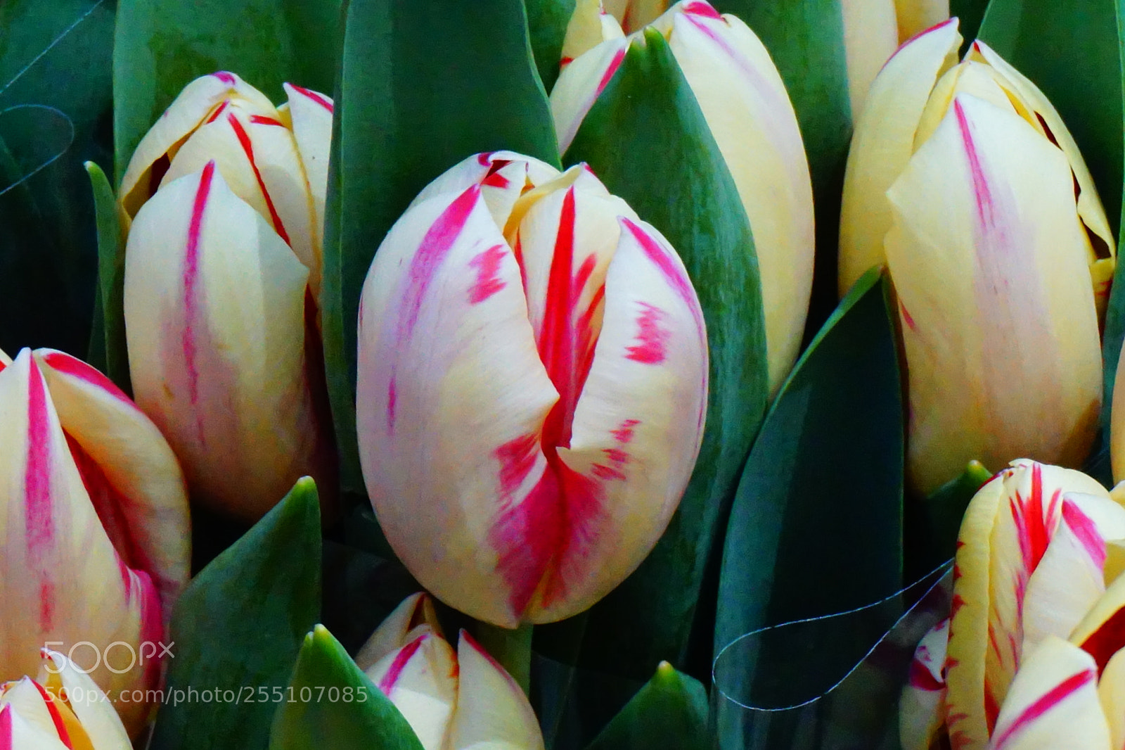 Sony a6000 sample photo. Flower photography