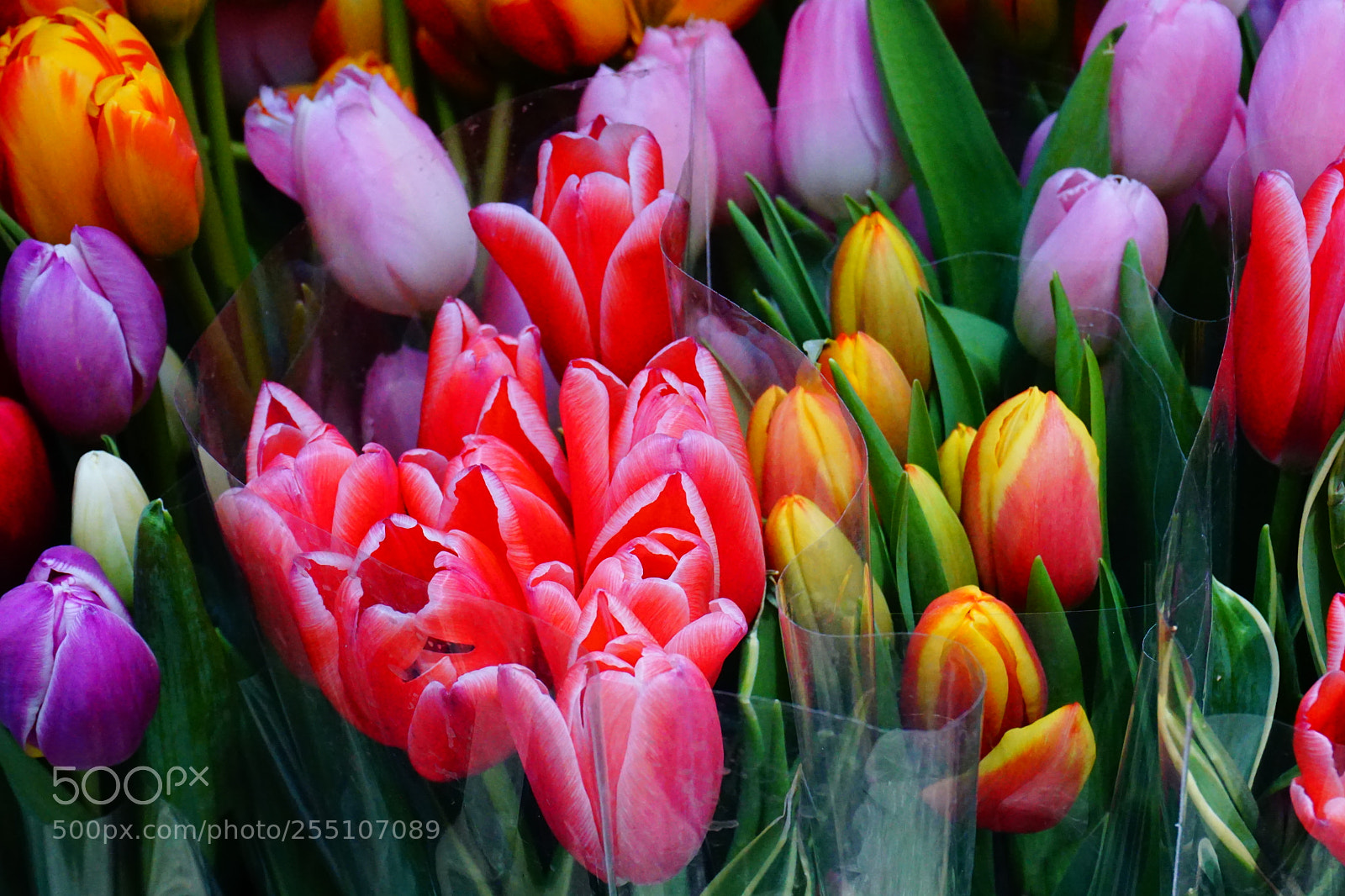 Sony a6000 sample photo. Flower photography