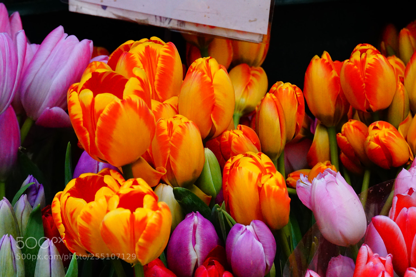 Sony a6000 sample photo. Flower photography