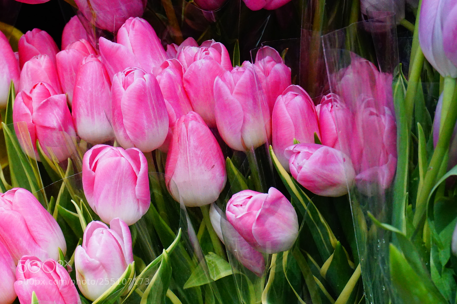 Sony a6000 sample photo. Flower photography