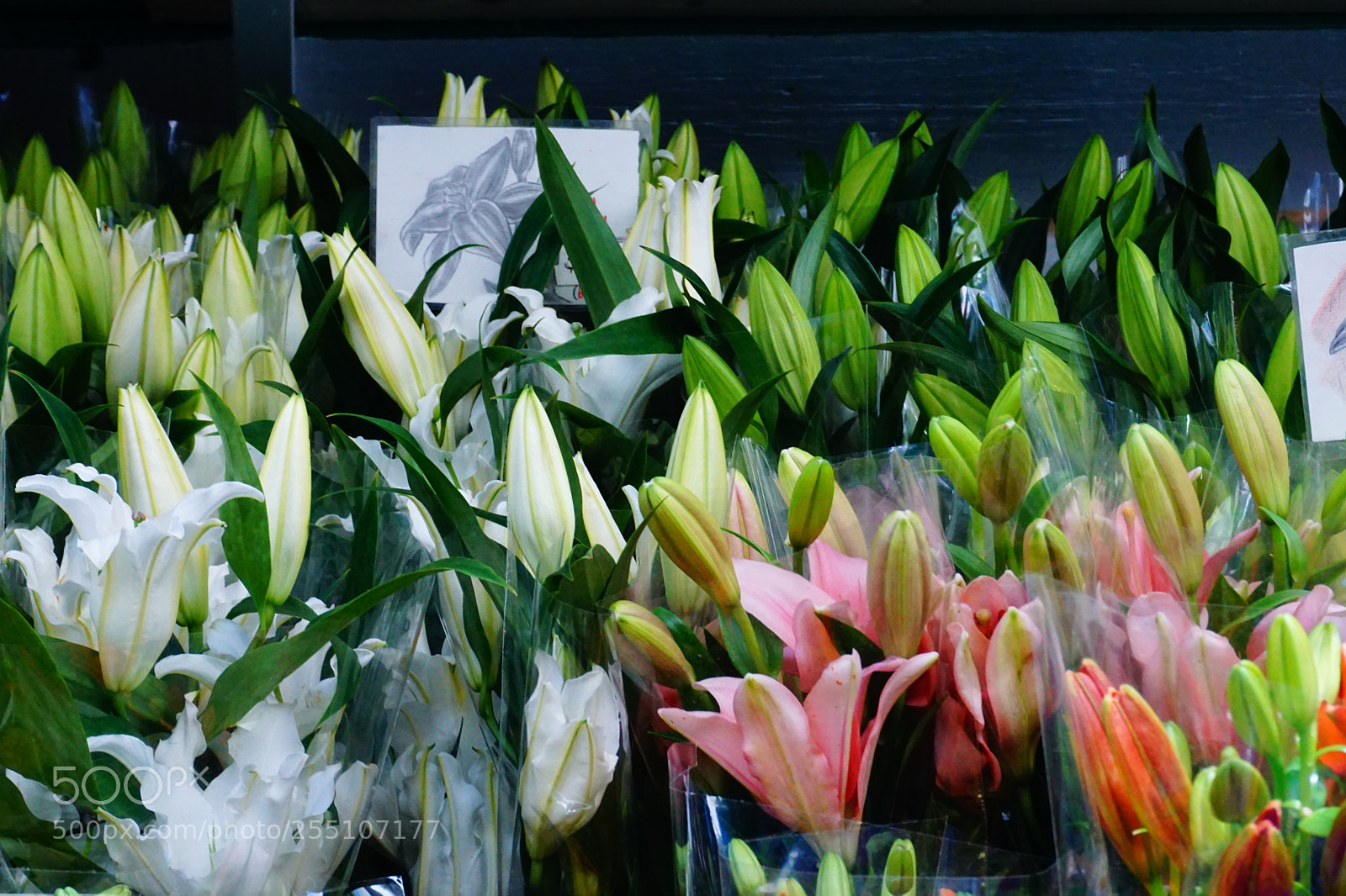 Sony a6000 sample photo. Flower photography