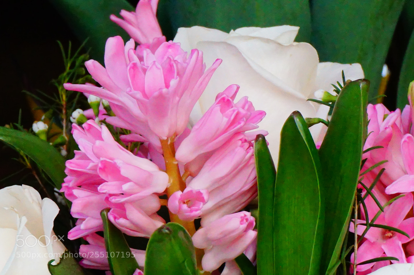 Sony a6000 sample photo. Flower photography