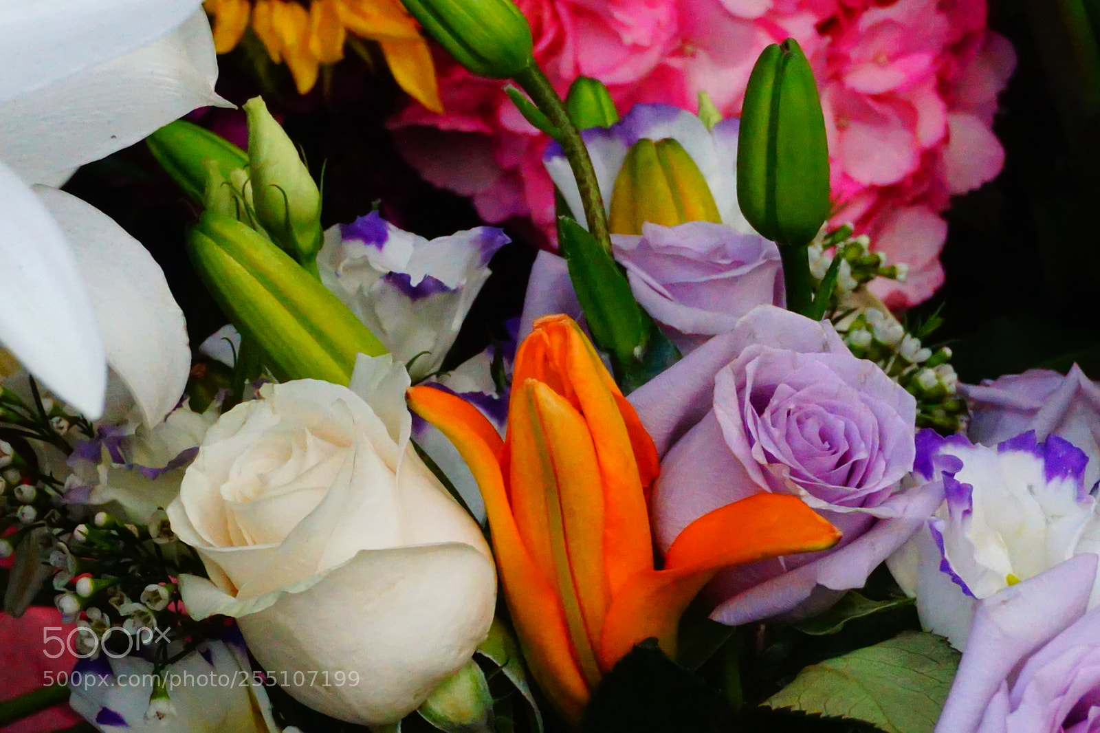 Sony a6000 sample photo. Flower photography