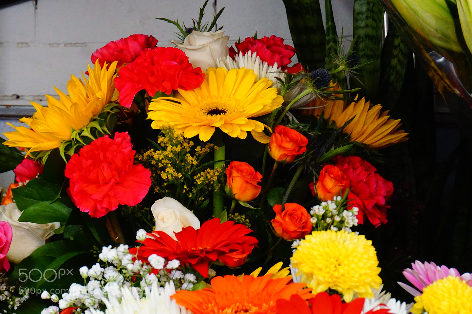 Sony a6000 sample photo. Flower photography