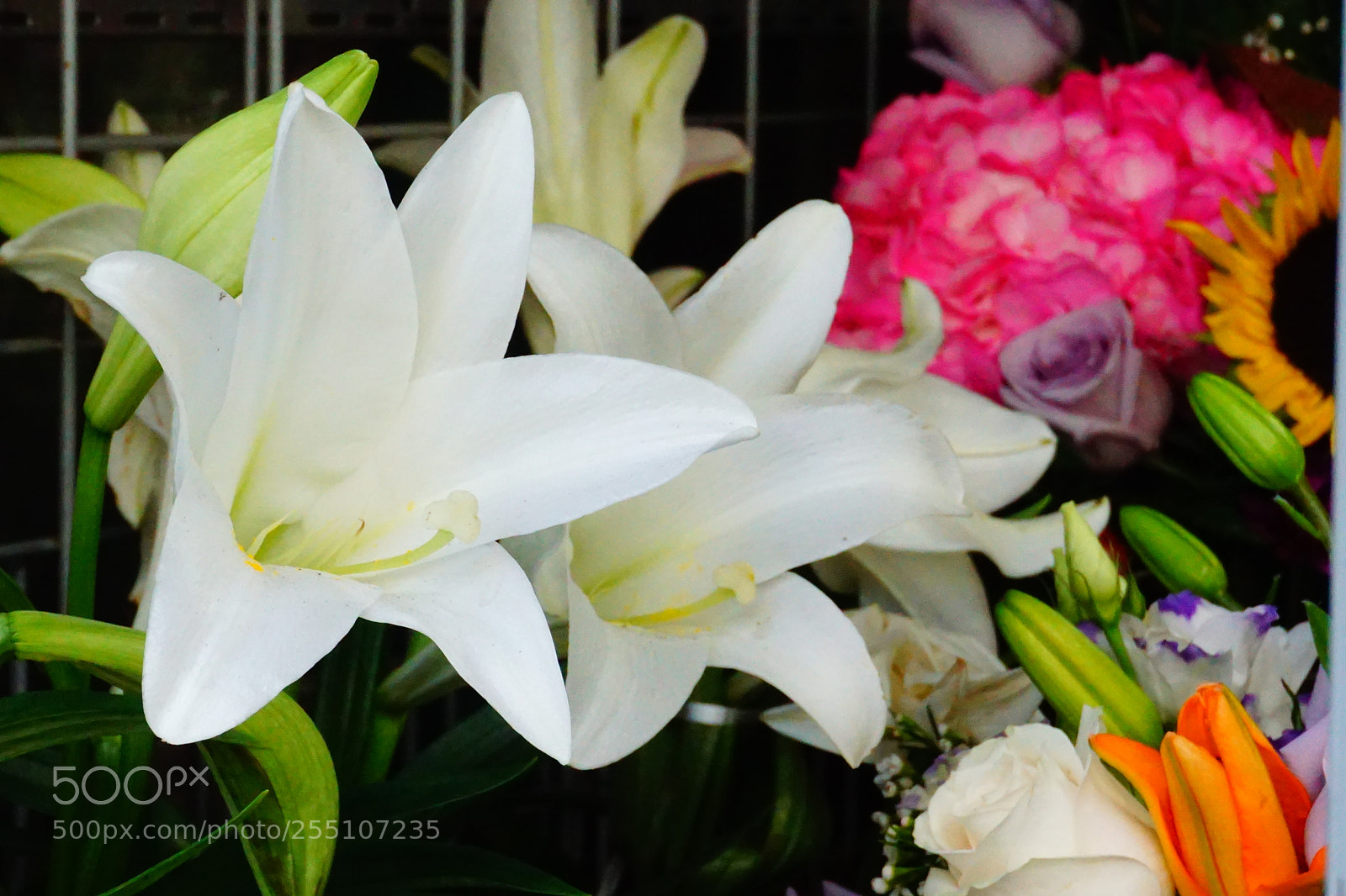 Sony a6000 sample photo. Flower photography
